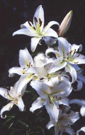 Ein Bett für Lilien