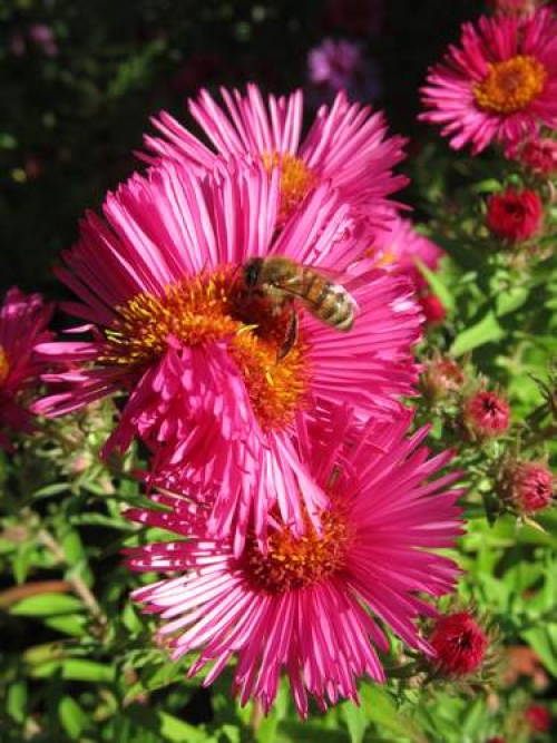 Schweizer Broschüre: Pollen- und Nektarquellen für Honigbienen