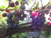 Süße Weintrauben