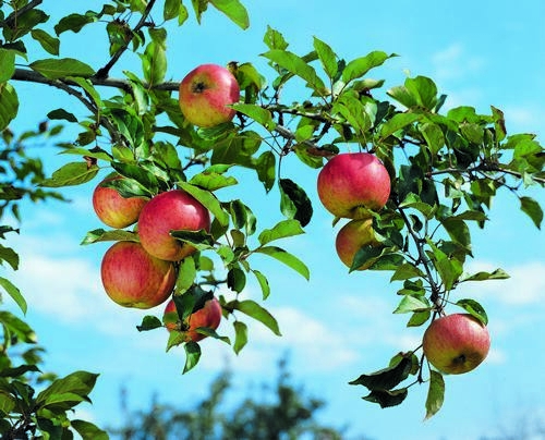 Der Apfel