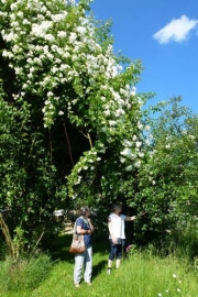 Rosenblütenrausch