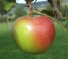 Apfel und Birne – die Kronen unserer Obstgärten