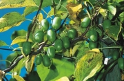 Kiwis 2x trimmen
