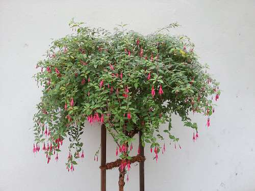 Fuchsien im Sommer