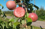 Endlich rote Birnen