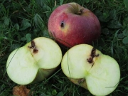 Mit Lockstoff gegen Apfelmaden