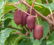 Rote Früchte für die gesunde Ernährung - RED JUMBO bereichert das Sortiment der Beerenkiwis