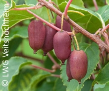 Rote Früchte für die gesunde Ernährung - RED JUMBO bereichert das Sortiment der Beerenkiwis