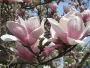 Magnolia × soulangeana 'Amabilis'