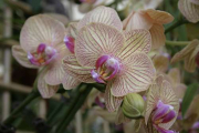 Orchideen gegen Heizungsluft rüsten