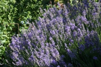 Lavendel - Aroma des Sommers