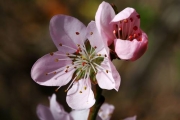 Erste Obstblüte? Lieber später!