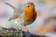 Vogel des Jahres: Rotkehlchen