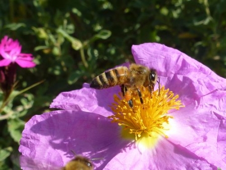 „Wildfremde“ Bienenpflanze: Zistrose