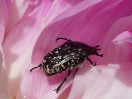 Trauern mit bedrohtem Rosenkäfer