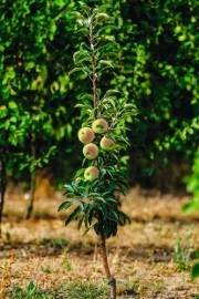 Sommerlicher Säulenapfel