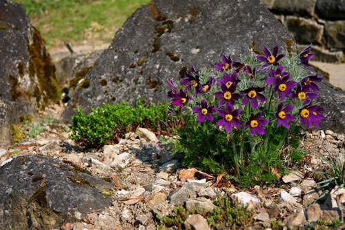  Küchenschelle (Pulsatilla)