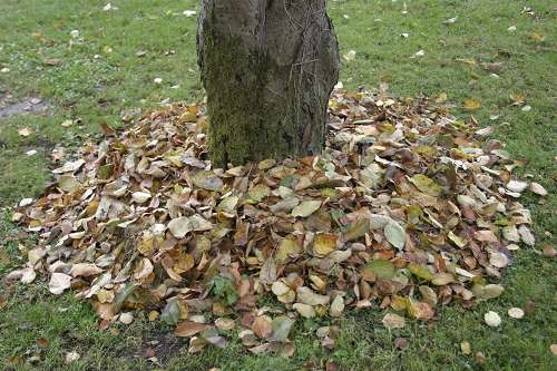 Dicke Mulchschicht gegen Blütenfrost