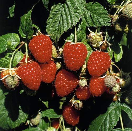 Himbeeren doppelt ernten