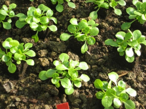 Verbesserter Feldsalat