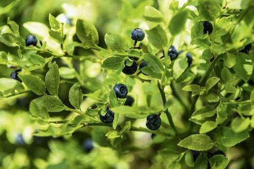 Kleine Beeren – großer Geschmack