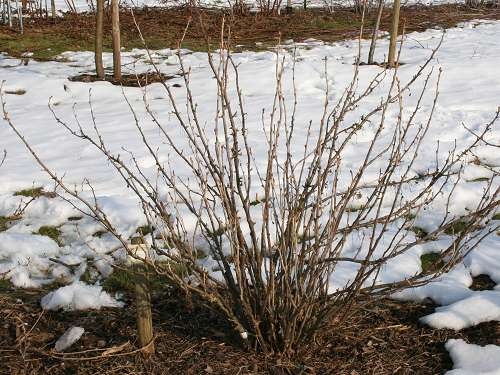 Johannisbeeren: Schon geschnitten?