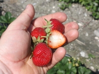 Neue Erdbeeren