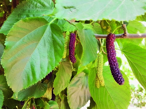 Riesig lange Maulbeeren