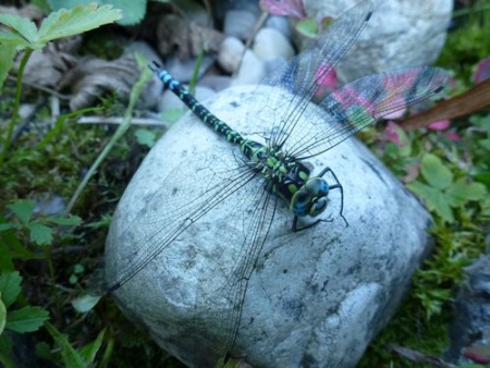 Drohne am Gartenteich?