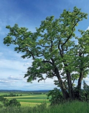 Umstrittener Baum des Jahres