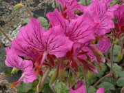 Pelargonium endlicherianum