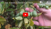 Gartenvideo des Monats - November &#039;20
