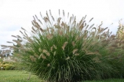 Das Lampenputzergras (Pennisetum alopecuroides &#039;Hameln&#039;)