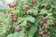 Madenfreie Himbeeren