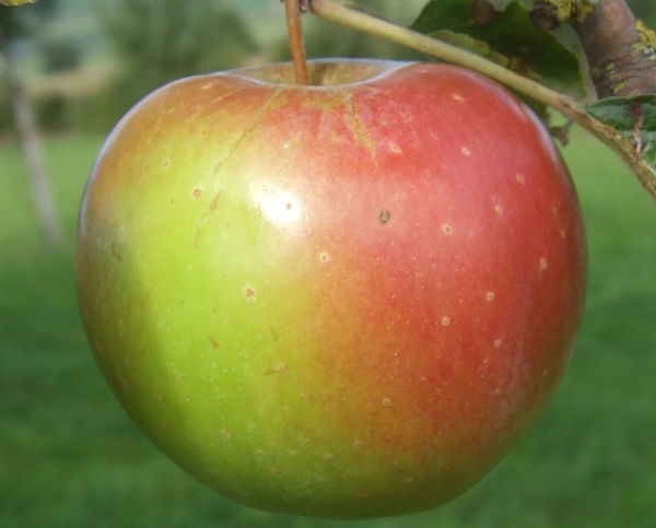 Schweizer Obstsorte des Jahres:  Wehntaler Hagapfel