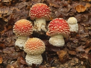 Pilz des Jahres: Fliegenpilz
