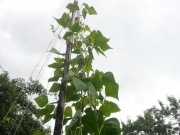 Stangenbohnen – Pflanzung statt Saat