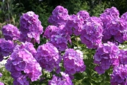 Was tun gegen Mehltau am Phlox?