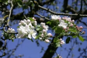 Mehr Apfelblüten in der Horizontale