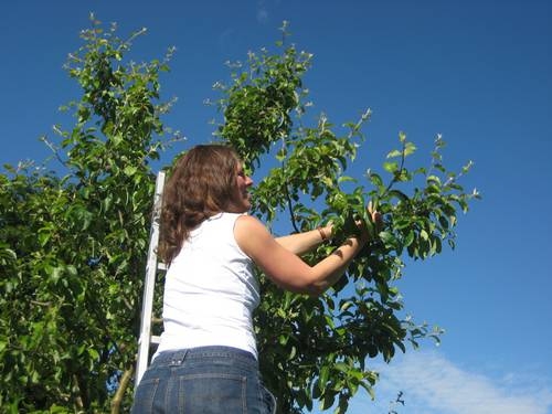 Sommerschnitt an Obstbäumen