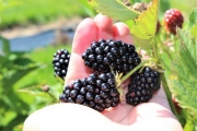 Brombeeren ohne Stacheln – mit Aroma