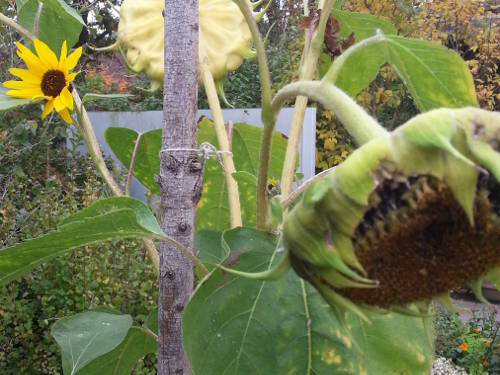 Sonnenblumenkerne ernten