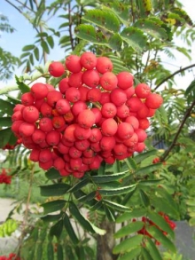 Die Beeren der falschen Esche