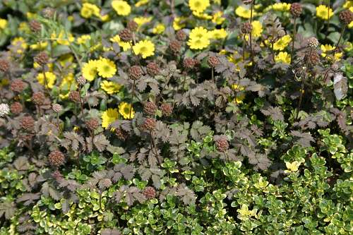  Acaena magellanica (Magellan-Stachelnüßchen)