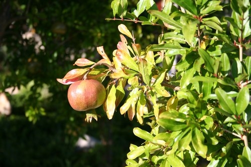 Apfel der Götter