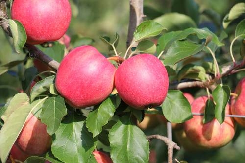 Apfel-Lady ohne Dünkel