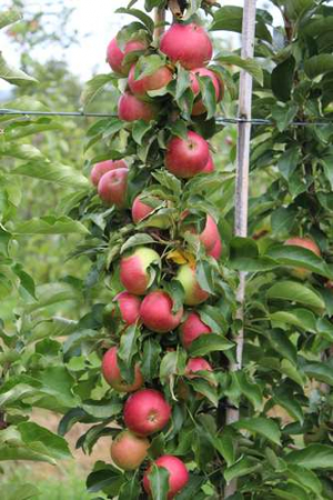 Säulenapfel &#039;Malini Pronto&#039;