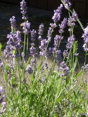 Lavendel  (Lavandula angustifolia)