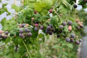 Purpurne Beeren