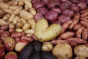 Kartoffeln auf Lager